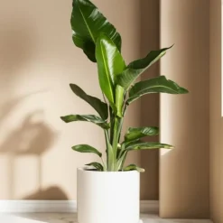 Best Paradisfugleblomst - Sæt med 3 - Strelitzia reginea - Højde 25-40cm - ⌀9cm Krukkeplanter Indendørs