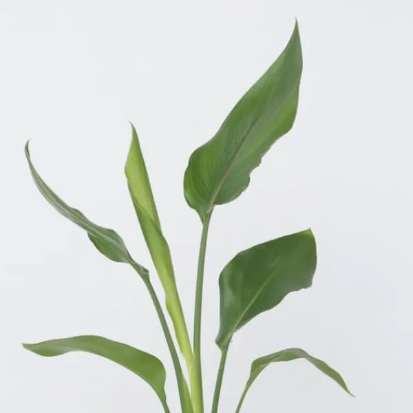Best Paradisfugleblomst - Sæt med 3 - Strelitzia reginea - Højde 25-40cm - ⌀9cm Krukkeplanter Indendørs
