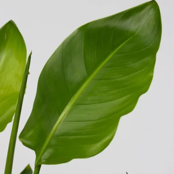 Best Paradisfugleblomst - Sæt med 3 - Strelitzia reginea - Højde 25-40cm - ⌀9cm Krukkeplanter Indendørs
