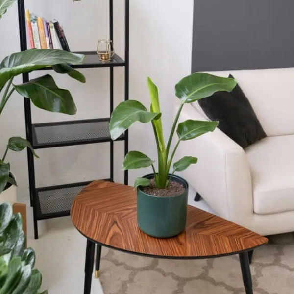 Outlet Paradisfugleblomst - Strelitzia reginea - Højde 25-40cm - ⌀9cm Krukkeplanter Indendørs