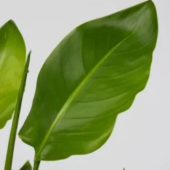 Outlet Paradisfugleblomst - Strelitzia reginea - Højde 25-40cm - ⌀9cm Krukkeplanter Indendørs