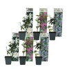 Hot Passionsblomst - Sæt med 6 - Passiflora hybridum - Højde 25-40cm - ⌀9cm Blomster