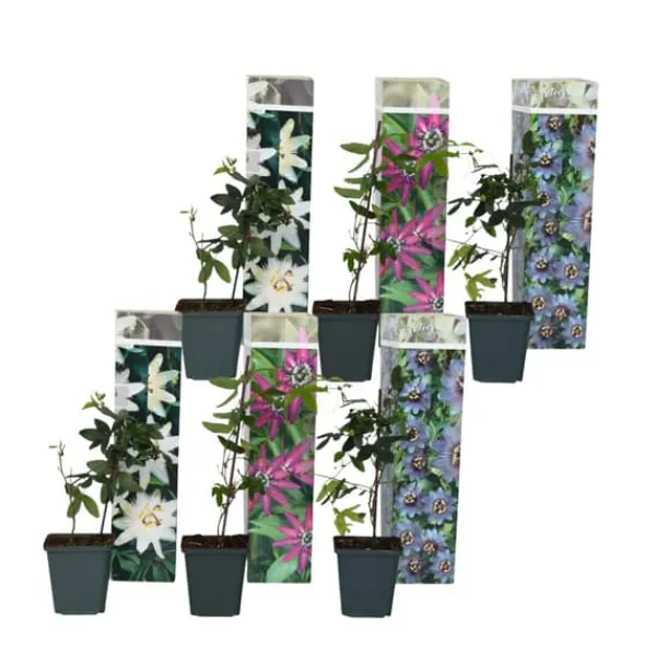 Hot Passionsblomst - Sæt med 6 - Passiflora hybridum - Højde 25-40cm - ⌀9cm Blomster