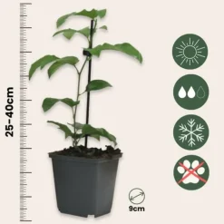 Hot Passionsblomst - Sæt med 6 - Passiflora hybridum - Højde 25-40cm - ⌀9cm Blomster