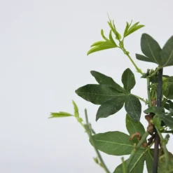 Hot Passionsblomst - Sæt med 6 - Passiflora hybridum - Højde 25-40cm - ⌀9cm Blomster