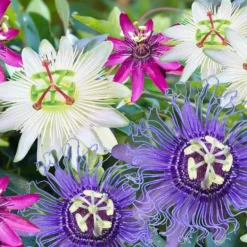 Hot Passionsblomst - Sæt med 6 - Passiflora hybridum - Højde 25-40cm - ⌀9cm Blomster
