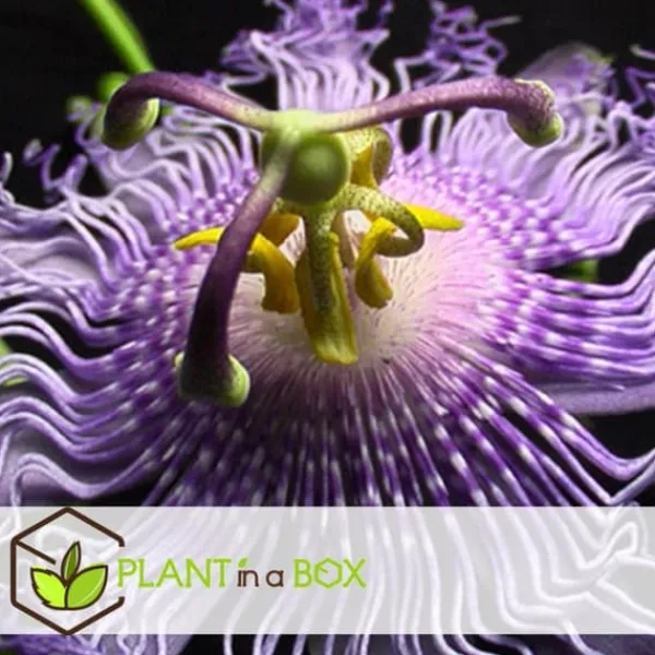 Hot Passionsblomst - Sæt med 6 - Passiflora hybridum - Højde 25-40cm - ⌀9cm Blomster