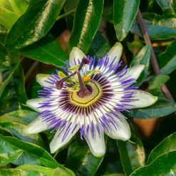 Hot Passionsblomst - Sæt med 6 - Passiflora hybridum - Højde 25-40cm - ⌀9cm Blomster