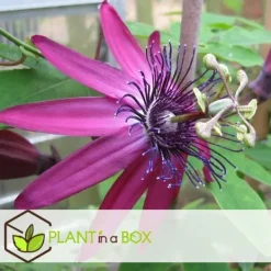 New Passionsblomst - Sæt med 3 - Passiflora hybridum - Højde 25-40cm - ⌀9cm Blomster