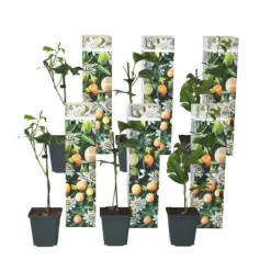 Clearance Passionsfrugt - Sæt med 6 - Passiflora edulis 'Frederick' - Højde 25-40cm - ⌀9cm Haveplanter