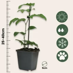Clearance Passionsfrugt - Sæt med 6 - Passiflora edulis 'Frederick' - Højde 25-40cm - ⌀9cm Haveplanter