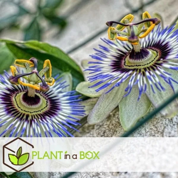 Clearance Passionsfrugt - Sæt med 6 - Passiflora edulis 'Frederick' - Højde 25-40cm - ⌀9cm Haveplanter