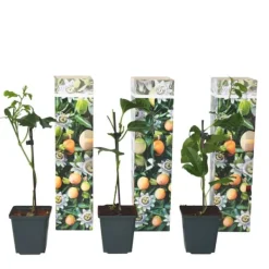 Krukkeplanter Indendørs^Passionsfrugt - Sæt med 3 - Passiflora edulis 'Frederick' - Højde 25-40cm - ⌀9cm