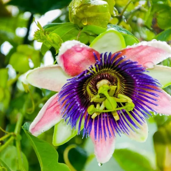 Krukkeplanter Indendørs^Passionsfrugt - Sæt med 3 - Passiflora edulis 'Frederick' - Højde 25-40cm - ⌀9cm