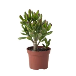Krukkeplanter Indendørs^Pengetræ - Crassula ovata 'Gollum' - Højde 15-25 cm - Potte 12 cm