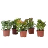 Pengetræ - Mix af 5 Crassula ovata - Højde 10–25 cm - Potte 12 cm Krukkeplanter Indendørs