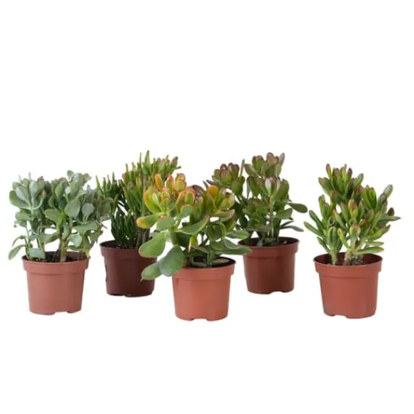 Pengetræ - Mix af 5 Crassula ovata - Højde 10–25 cm - Potte 12 cm Krukkeplanter Indendørs