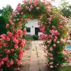 Best Pergola - havelåge, bue Buer, Spalier, Lysthuse Uden Tag