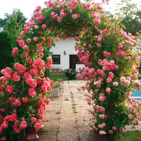 Best Pergola - havelåge, bue Buer, Spalier, Lysthuse Uden Tag