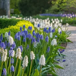Frø^Perlehyacinth løg - Sæt med 50 - Muscari 'Magic Mix' - Blomsterløg - Flerfarvet