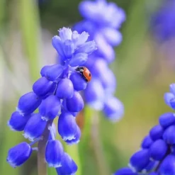 Frø^Perlehyacinth løg - Sæt med 50 - Muscari 'Magic Mix' - Blomsterløg - Flerfarvet