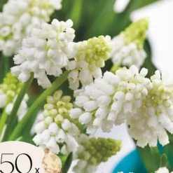 Hot Perlehyacinth løg - Sæt med 50 - Muscari 'White Magic' - Blomsterløg - Hvid Frø