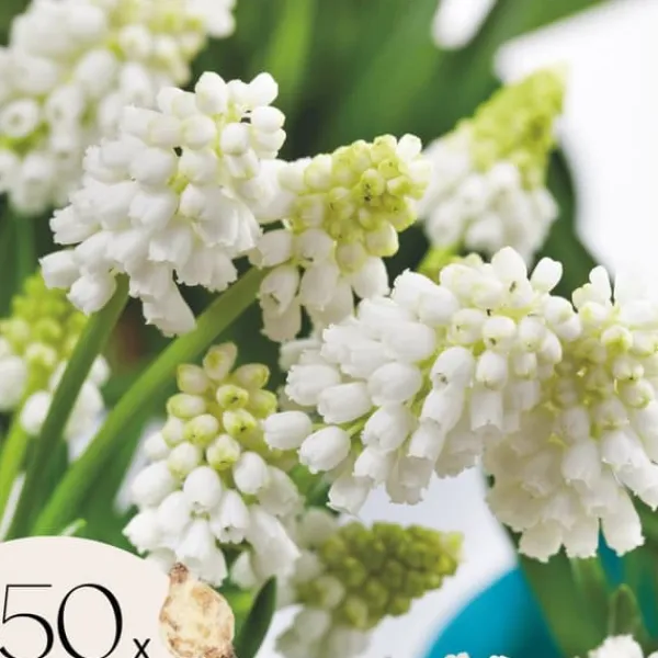 Hot Perlehyacinth løg - Sæt med 50 - Muscari 'White Magic' - Blomsterløg - Hvid Frø