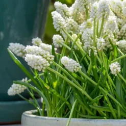 Hot Perlehyacinth løg - Sæt med 50 - Muscari 'White Magic' - Blomsterløg - Hvid Frø
