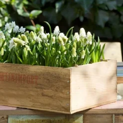 Hot Perlehyacinth løg - Sæt med 50 - Muscari 'White Magic' - Blomsterløg - Hvid Frø