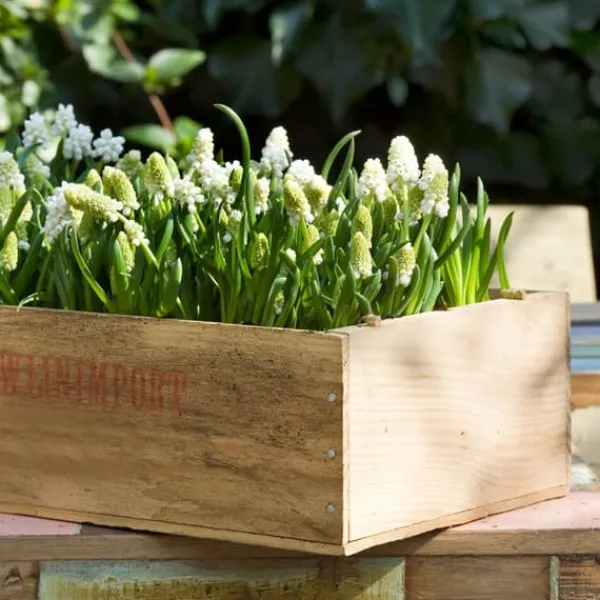 Hot Perlehyacinth løg - Sæt med 50 - Muscari 'White Magic' - Blomsterløg - Hvid Frø