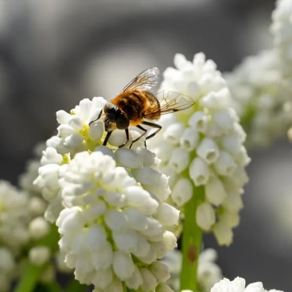 Hot Perlehyacinth løg - Sæt med 50 - Muscari 'White Magic' - Blomsterløg - Hvid Frø