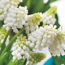 Hot Perlehyacinth løg - Sæt med 50 - Muscari 'White Magic' - Blomsterløg - Hvid Frø