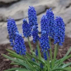 Frø^Perlehyacinth løg - Sæt med 200 - Muscari armeniacum - Blomsterløg - Blå