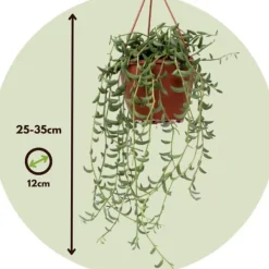 Krukkeplanter Indendørs^Perlekedde - Sæt af 3 - Senecio - ø 12cm