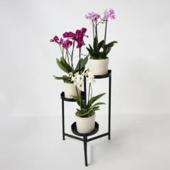 Krukkeplanter Indendørs^Phalaenopsis orkidé - Mix af 3 - Phalaenopsis Multiflora - Højde 35-45cm - ⌀12cm