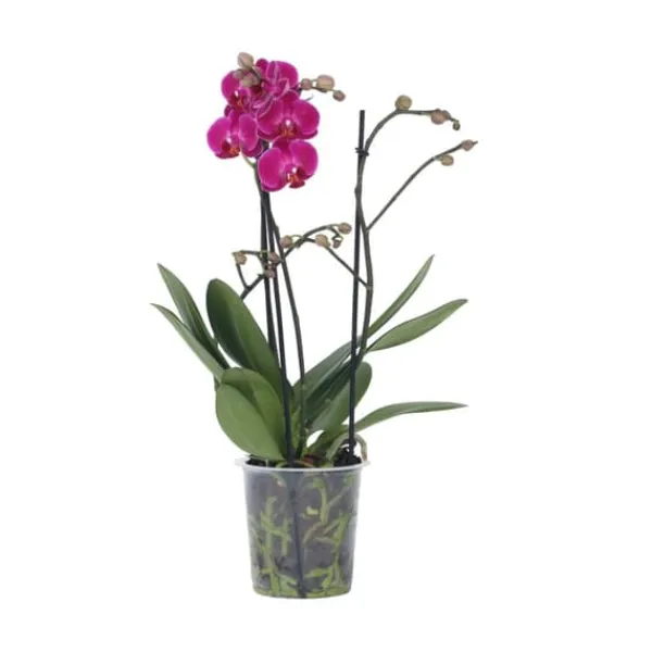 Krukkeplanter Indendørs^Phalaenopsis-orkidé - Phalaenopsis Multiflora - Højde 35-45cm - ⌀12cm