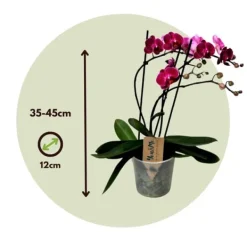 Krukkeplanter Indendørs^Phalaenopsis-orkidé - Phalaenopsis Multiflora - Højde 35-45cm - ⌀12cm
