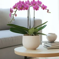 Krukkeplanter Indendørs^Phalaenopsis-orkidé - Phalaenopsis Multiflora - Højde 35-45cm - ⌀12cm
