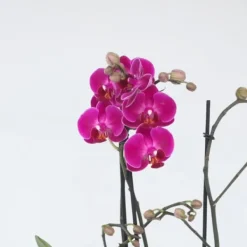 Krukkeplanter Indendørs^Phalaenopsis-orkidé - Phalaenopsis Multiflora - Højde 35-45cm - ⌀12cm