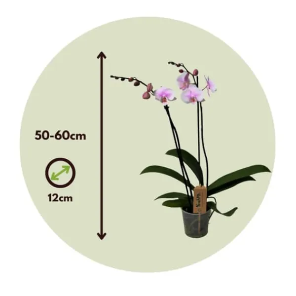 Krukkeplanter Indendørs^Phalaenopsis-orkidé - Phalaenopsis - Højde 50-60cm - ⌀12cm