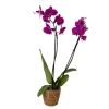 Phalaenopsis-orkidé - Phalaenopsis - Højde 50-60cm - ⌀12cm Krukkeplanter Indendørs