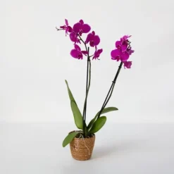 Phalaenopsis-orkidé - Phalaenopsis - Højde 50-60cm - ⌀12cm Krukkeplanter Indendørs