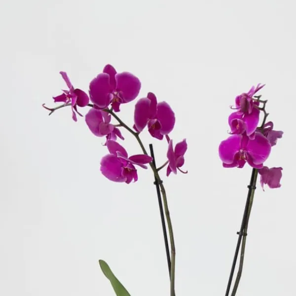 Phalaenopsis-orkidé - Phalaenopsis - Højde 50-60cm - ⌀12cm Krukkeplanter Indendørs