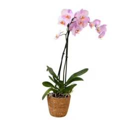 Krukkeplanter Indendørs^Phalaenopsis-orkidé - Phalaenopsis - Højde 50-60cm - ⌀12cm