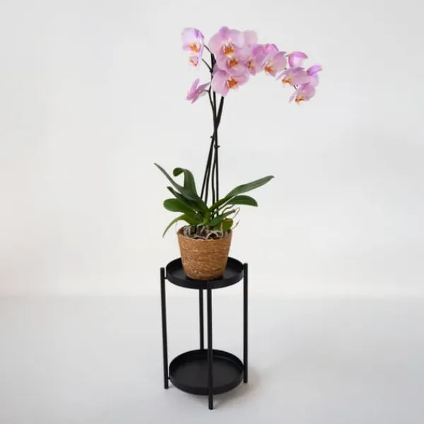 Krukkeplanter Indendørs^Phalaenopsis-orkidé - Phalaenopsis - Højde 50-60cm - ⌀12cm
