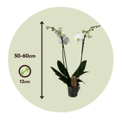 Online Phalaenopsis-orkidé - Phalaenopsis - Højde 50-60cm - ⌀12cm Krukkeplanter Indendørs