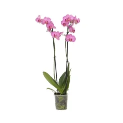 Online Phalaenopsis-orkidé - Phalaenopsis - Højde 50-60cm - ⌀12cm Krukkeplanter Indendørs