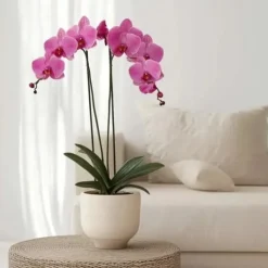 Online Phalaenopsis-orkidé - Phalaenopsis - Højde 50-60cm - ⌀12cm Krukkeplanter Indendørs