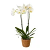 Krukkeplanter Indendørs^Phalaenopsis-orkidé - Phalaenopsis - Højde 50-60cm - ⌀12cm