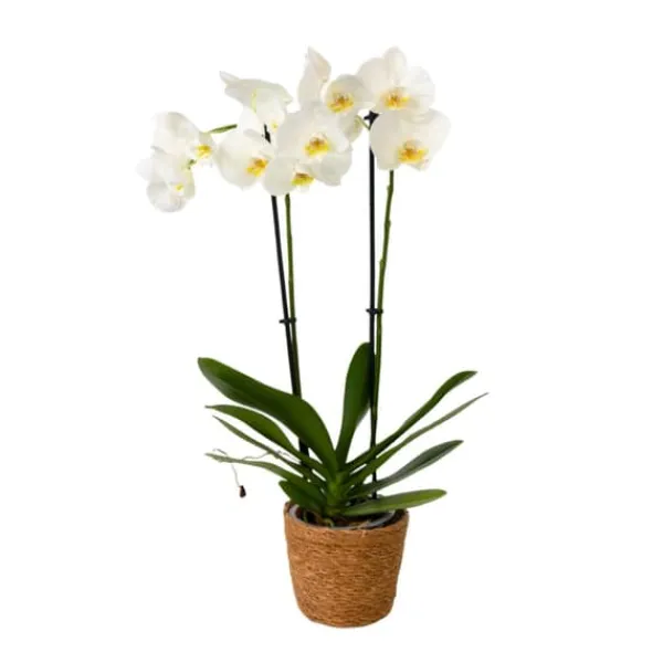 Krukkeplanter Indendørs^Phalaenopsis-orkidé - Phalaenopsis - Højde 50-60cm - ⌀12cm